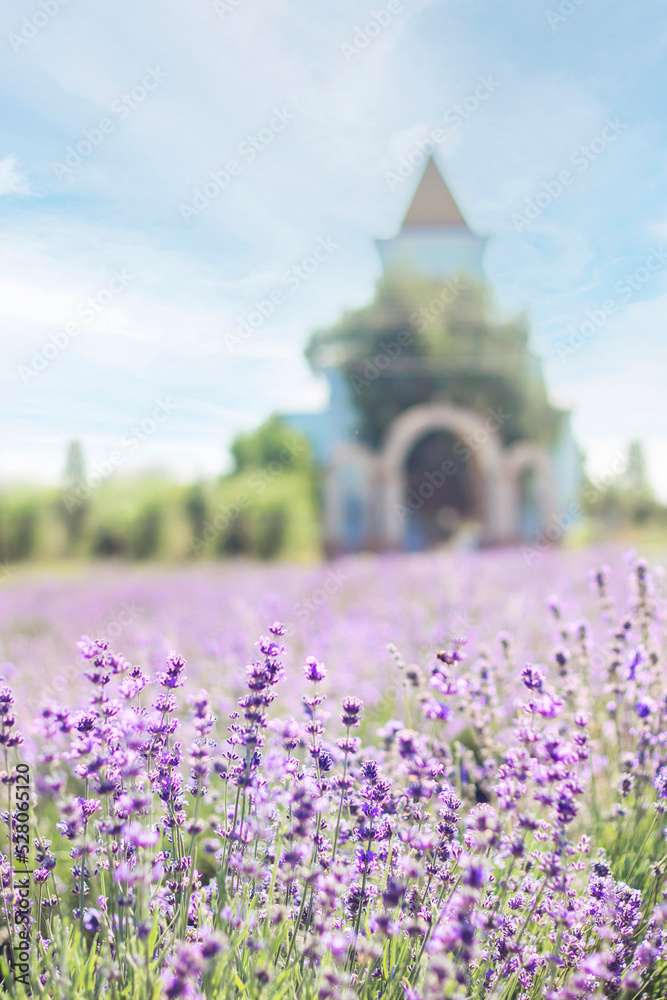 blooming purple lavender on the background of the church. Blurred background. place for text blooming purple lavender on the background of the church. Blurred background. place for text