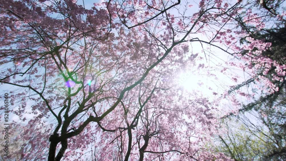View from below: silhouette of high tree and dark branches with pink flowers on them. Tree branches with pink flowers on them are waving by the wind against the spring blue sky and the sun View from below: silhouette of high tree and dark branches with pink flowers on them. Tree branches with pink flowers on them are waving by the wind against the spring blue sky and the sun