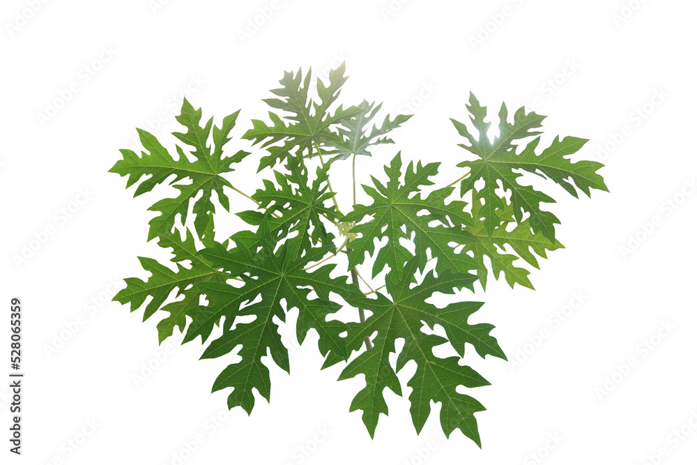Young papaya tree isolated on white background. Young papaya tree isolated on white background.