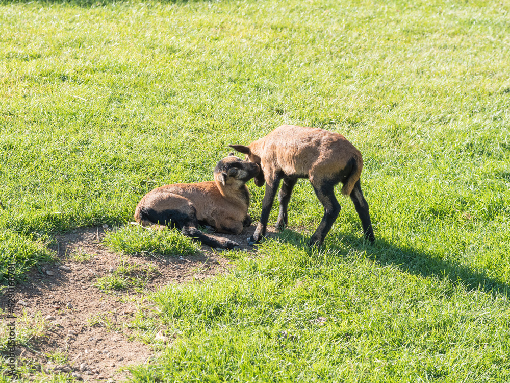 Fototapeta premium Two cute lambs of Cameroon sheep, Cameroon Dwarf sheep plays on green grass pasture, selective focus.