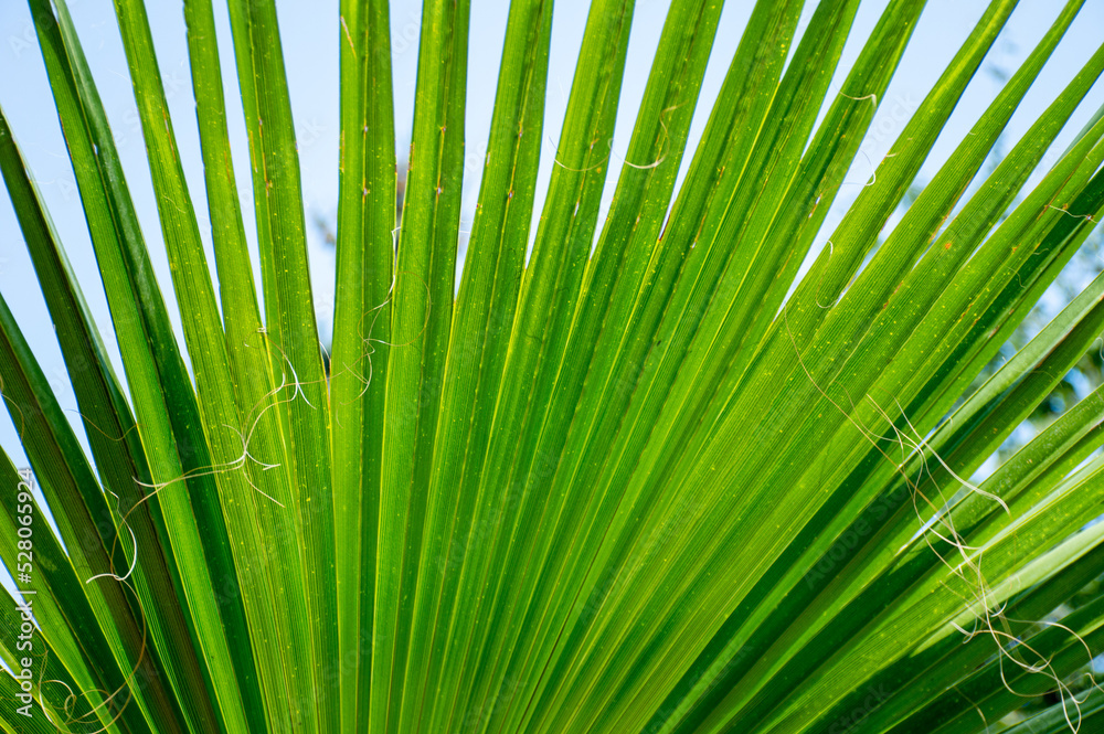 Fototapeta premium Green palm leaves spread everywhere