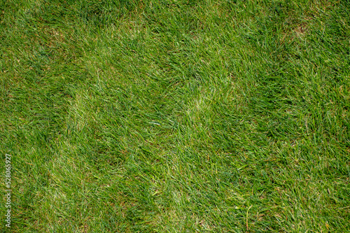 Green grass, top view, lawn, yard