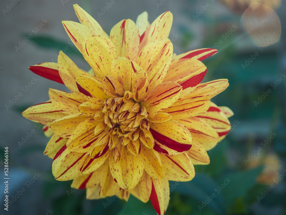 Close up macro of vibrant yellow red striped dahlia flower in full bloom, Selective focus.