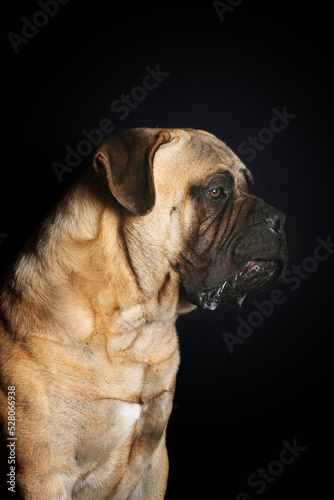 portrait of bullmastiff dog in studio 
