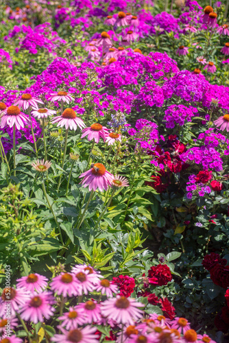 flowers in the garden