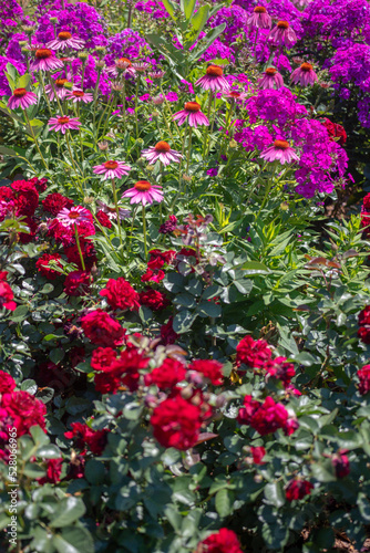 flowers in the garden