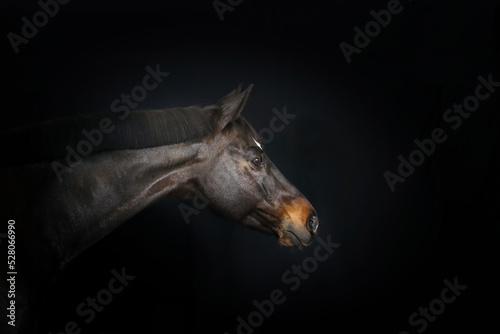 head of a horse