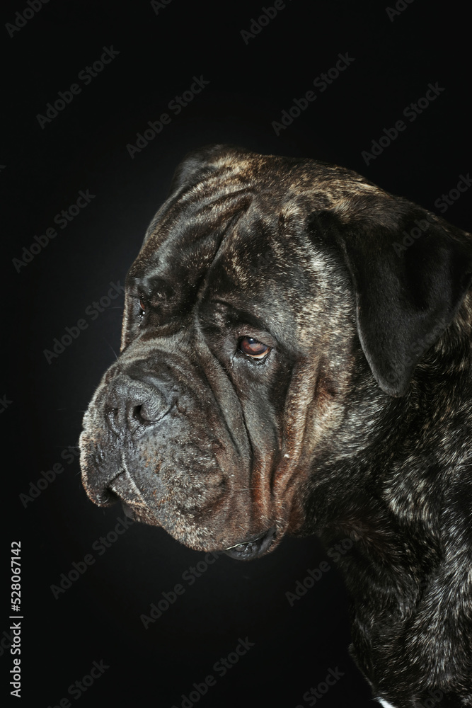 Obraz premium portrait of bullmastiff dog in studio 