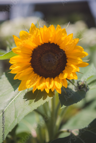 sunflower in the field