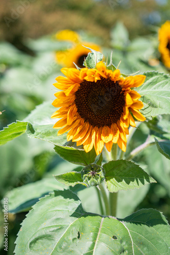 sunflower in the garden