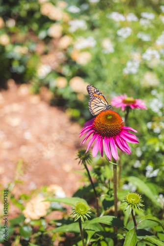 monarch butterfly on a flower