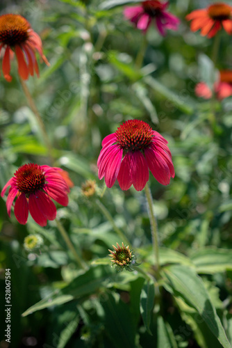 red flowers in the garden