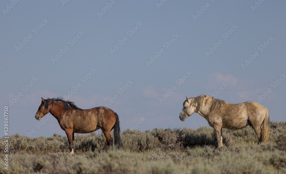 Wild Horses in Summer in the Wyoming Desert Wild Horses in Summer in the Wyoming Desert