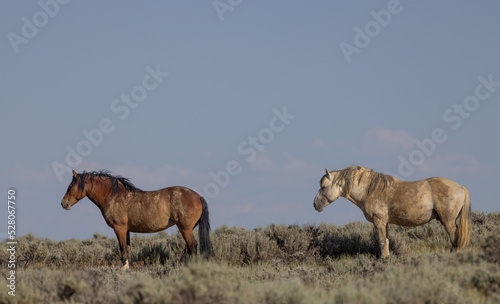 Wild Horses in Summer in the Wyoming Desert