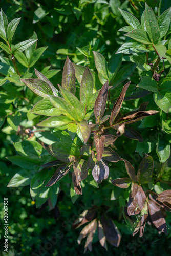 leaves on the tree