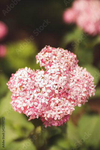 pink flower in the garden