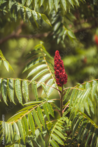 berries on a branch
