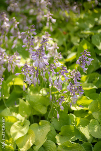 flowers in the garden