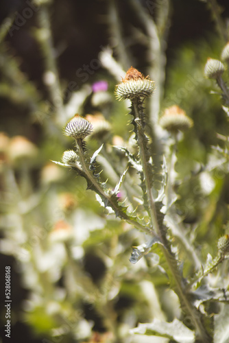 close up of flower buds