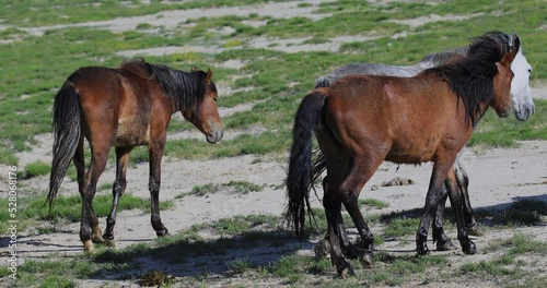 Wallpaper Mural Horses Graze In The Steppes Of Kazakhstan Torontodigital.ca
