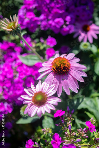 pink and purple flowers