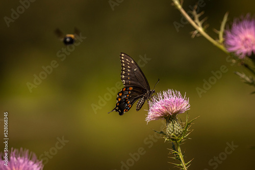 Black Swallowtail Butterfly collects nectar from a thistle flower