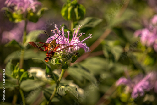 Clearwing Hummingbird Moth collects nectar from wildflowers