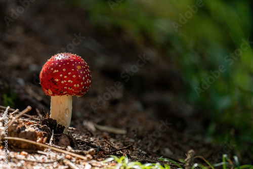 beautiful small fly agaric in the forest at a sunrise