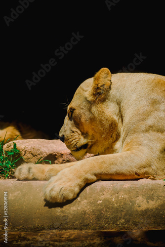 portrait of a lioness 
 photo