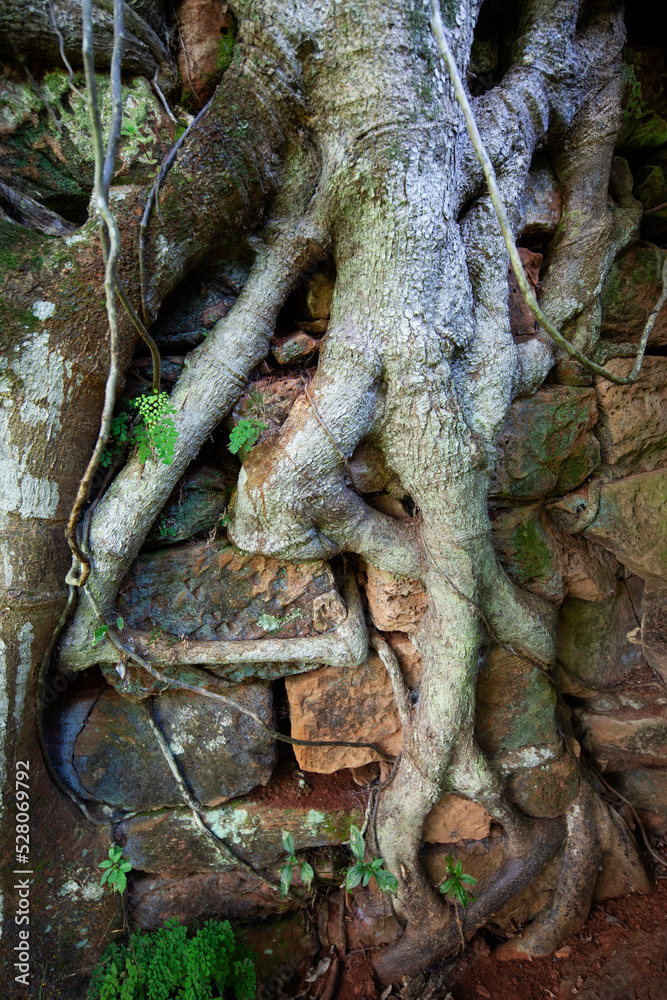 Tree roots taking over the San Inacio Ruins from the Guarani Republic in Misiones Argentina