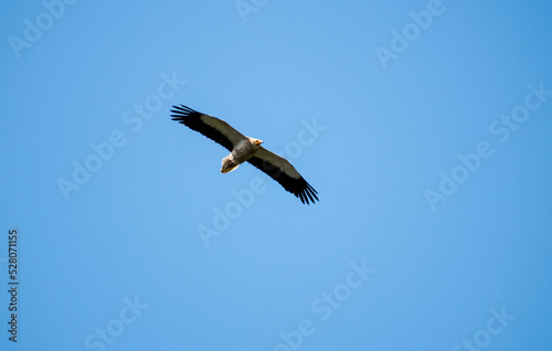 vulture in flight