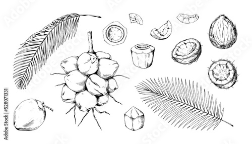 Coconut sketch, vintage coco fruit. Nut oil or butter, green palm leaves, retro style drawing shell, whole and half hand drawn vegan food. Dairy or cosmetic design objects. Vector set