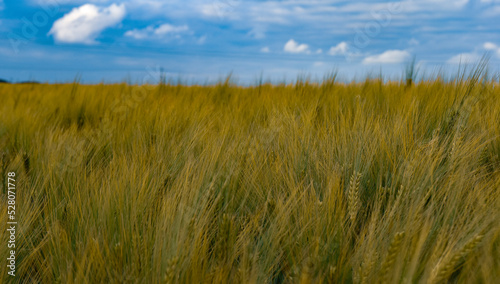 field of wheat