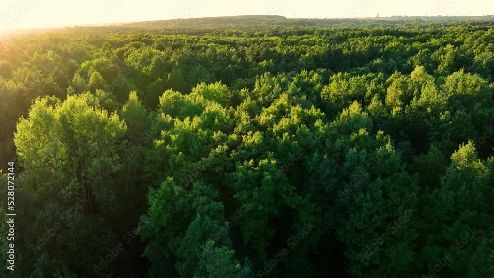 Drone flight over a large forest against the setting sun. The concept of forests, lots of trees and greenery. Aerial view to forest and trees.