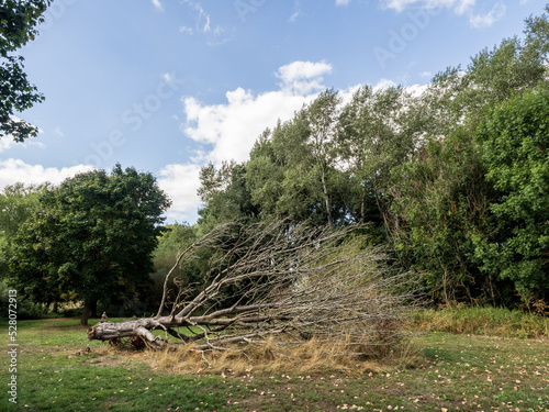 trees in the park