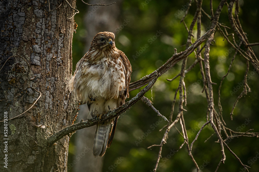 Juvenile Red-shouldered Hawk perched in a tree Juvenile Red-shouldered Hawk perched in a tree