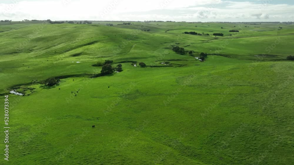 organic, regenerative, sustainable agriculture farm producing stud wagyu beef cows. cattle grazing in a paddock. cow in a field on a ranch organic, regenerative, sustainable agriculture farm producing stud wagyu beef cows. cattle grazing in a paddock. cow in a field on a ranch