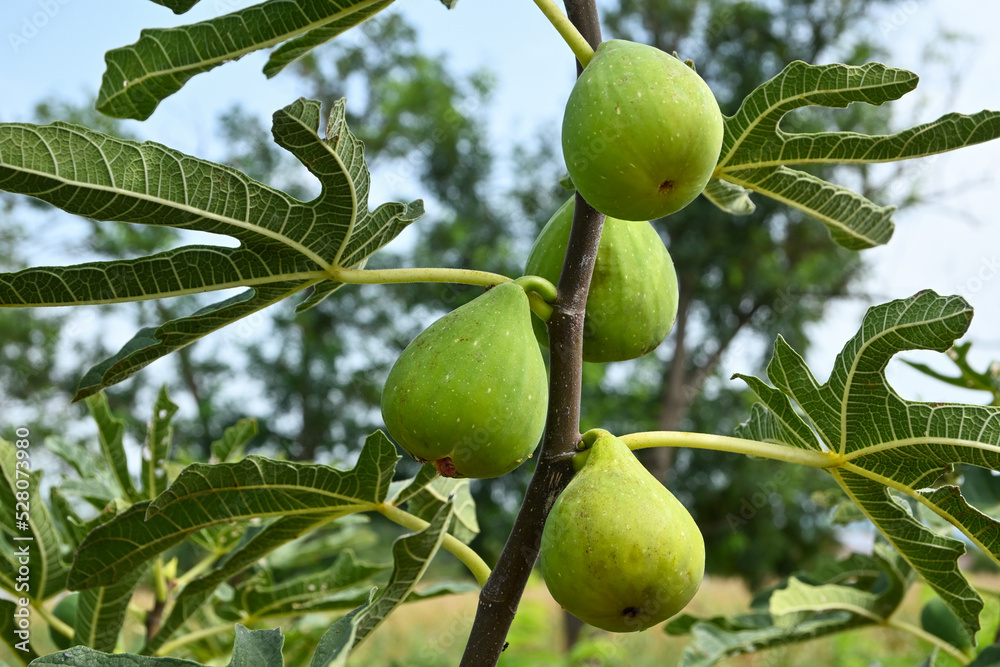 ripe figs on fig tree branch