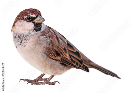 Sparrow (Passer italiae), isolated on PNG transparent background