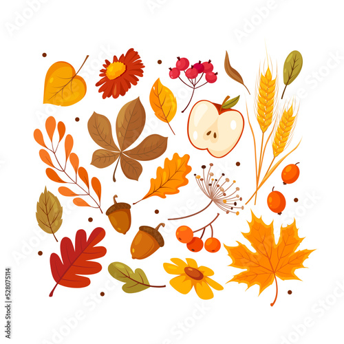 Colorful vector set of various types of cute autumn herbs, leaves, flowers, berries, apples, acorns