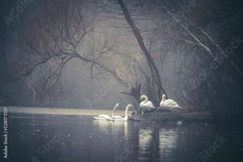 Fotomurale Mute Swans and their cygnets on a foggy morning