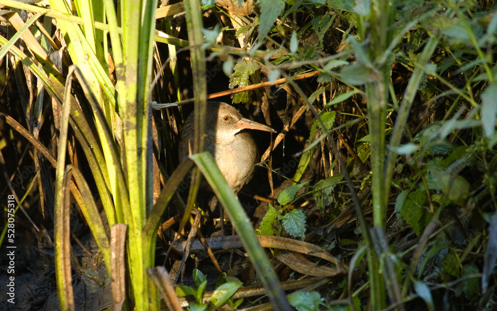Water Rail, Rallus aquaticus, on river bank in the morning. Water Rail in wild habitat. Water Rail, Rallus aquaticus, on river bank in the morning. Water Rail in wild habitat.