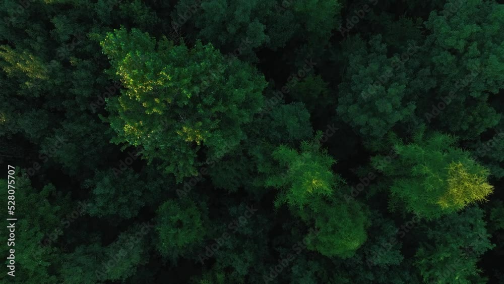 Drone flight over a large forest against the setting sun. The concept of forests, lots of trees and greenery. Aerial view to forest and trees. Drone flight over a large forest against the setting sun. The concept of forests, lots of trees and greenery. Aerial view to forest and trees.