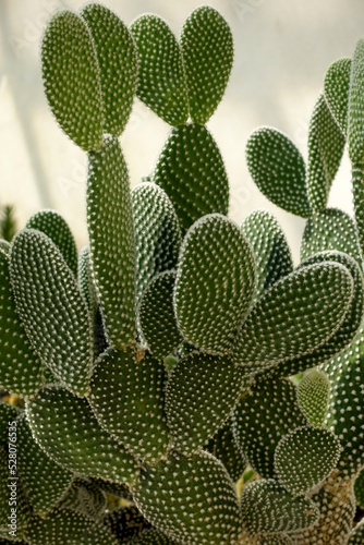 gros plan de cactus