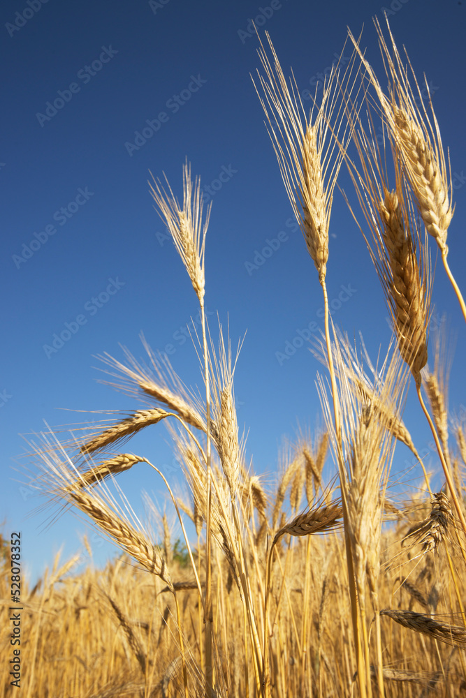 Campo de cereales. Sant Joan.Mallorca.Islas Baleares. España. Campo de cereales. Sant Joan.Mallorca.Islas Baleares. España.