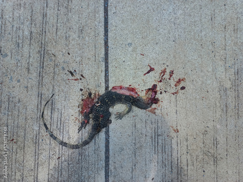 The lizard dies on the concrete.