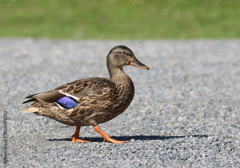 Mallard Mallard
