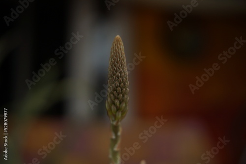 aloe vera flowering process