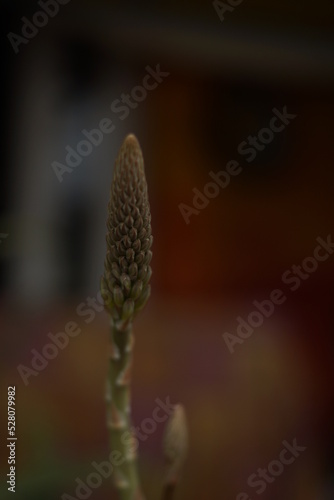 aloe vera flowering process