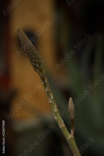 aloe vera flowering process